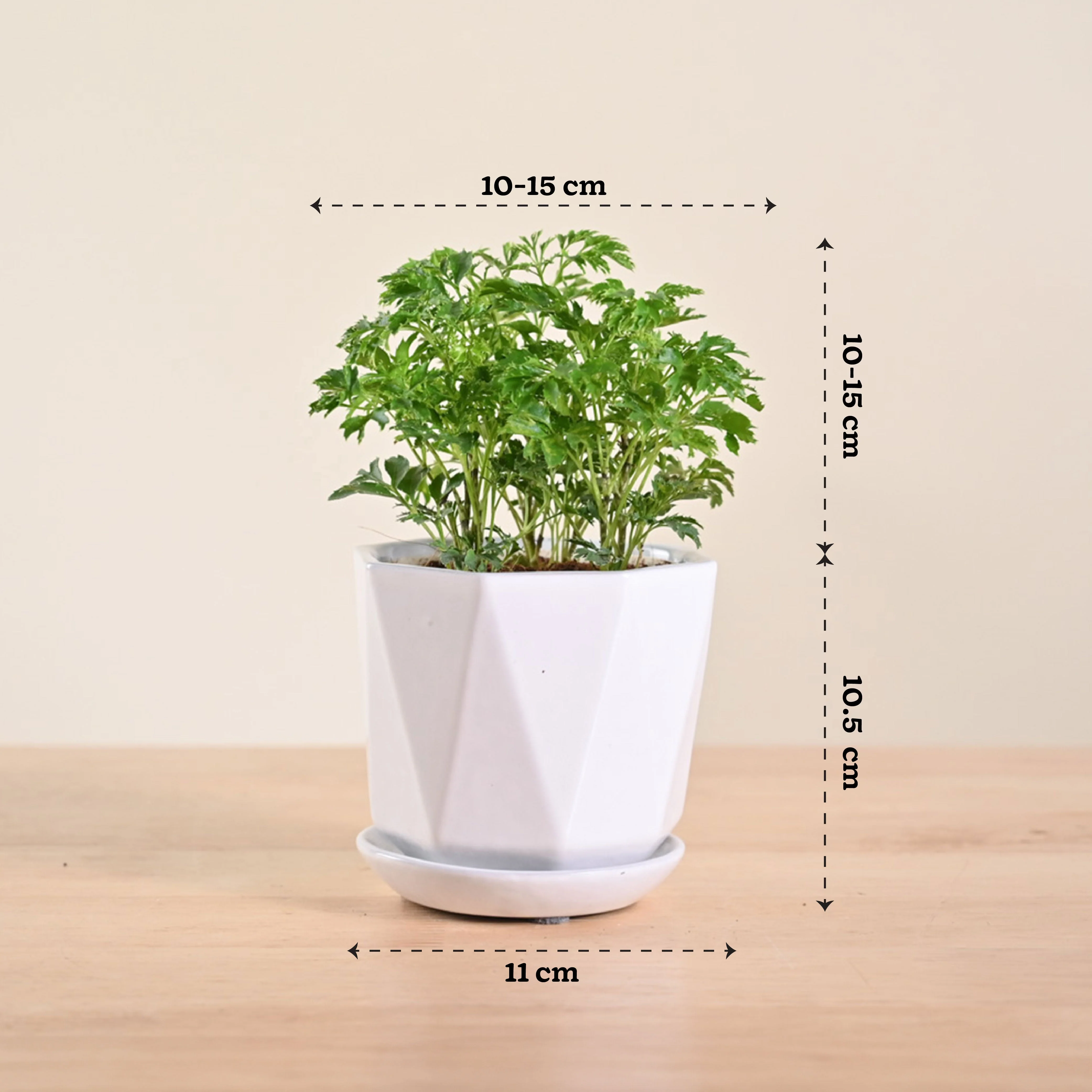Product image 101