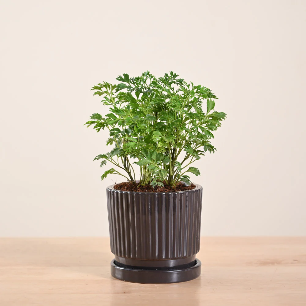 Product image 114
