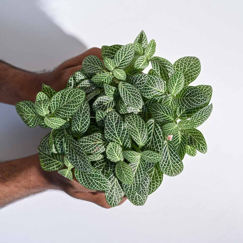 Product image 77