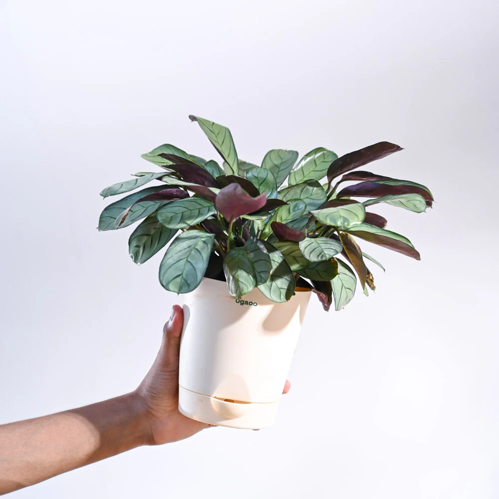 Product image 62