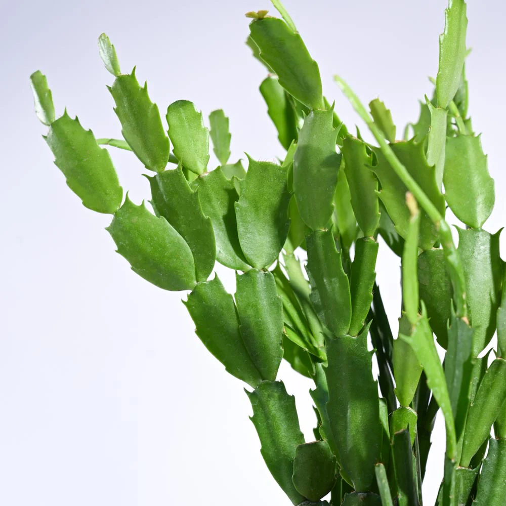 Product image 109