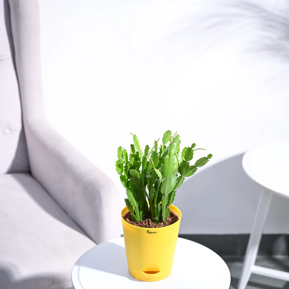 Product image 115