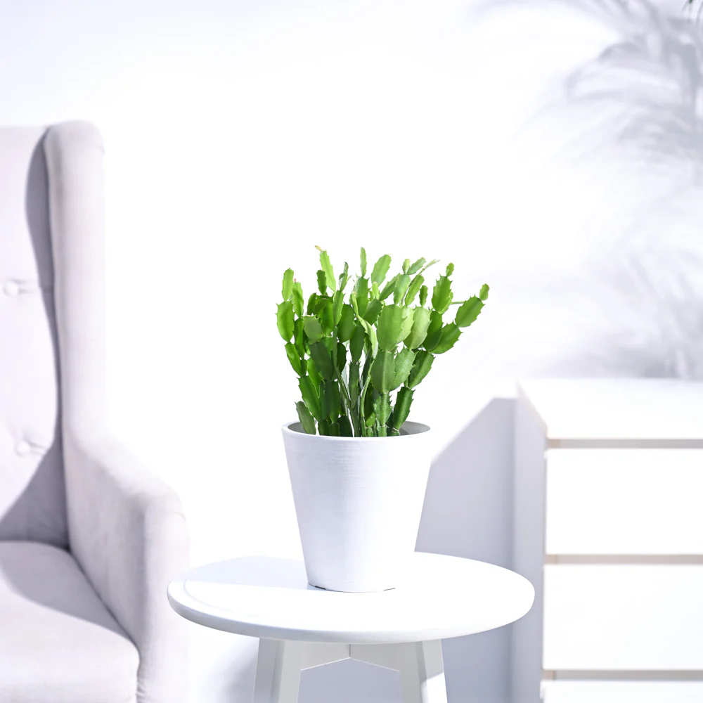 Product image 120