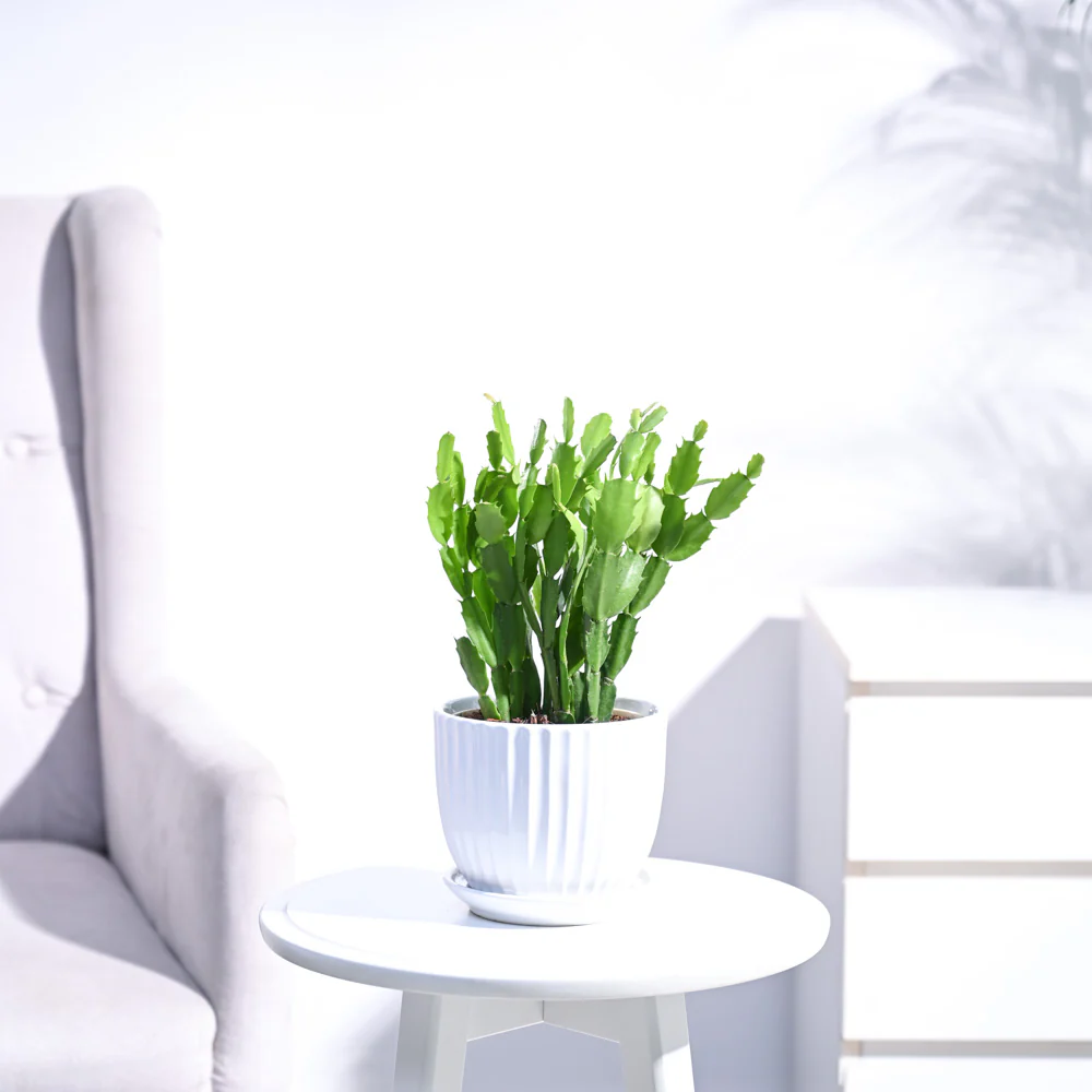 Product image 135