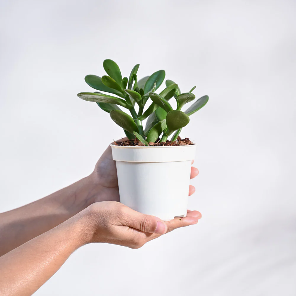 Product image 76