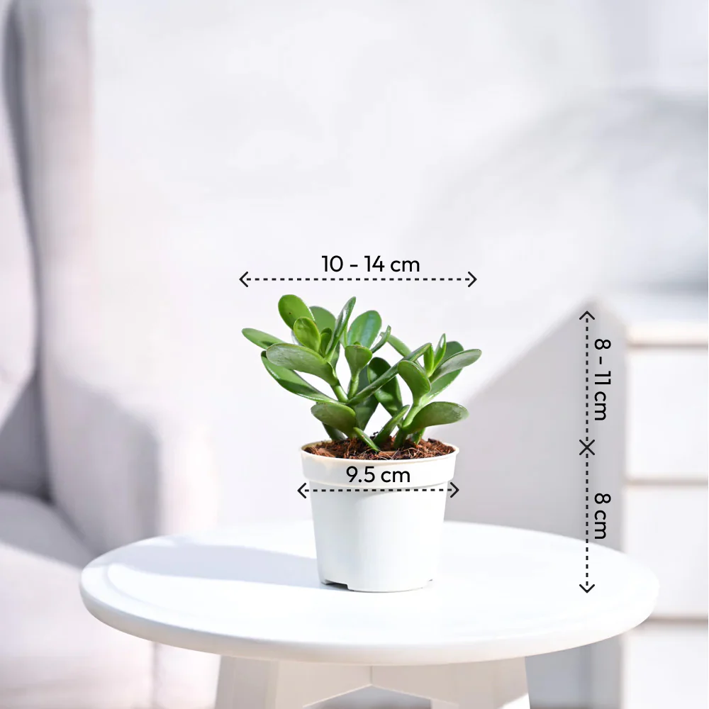 Product image 88