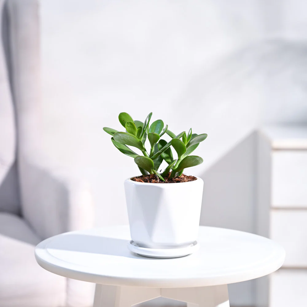 Product image 89