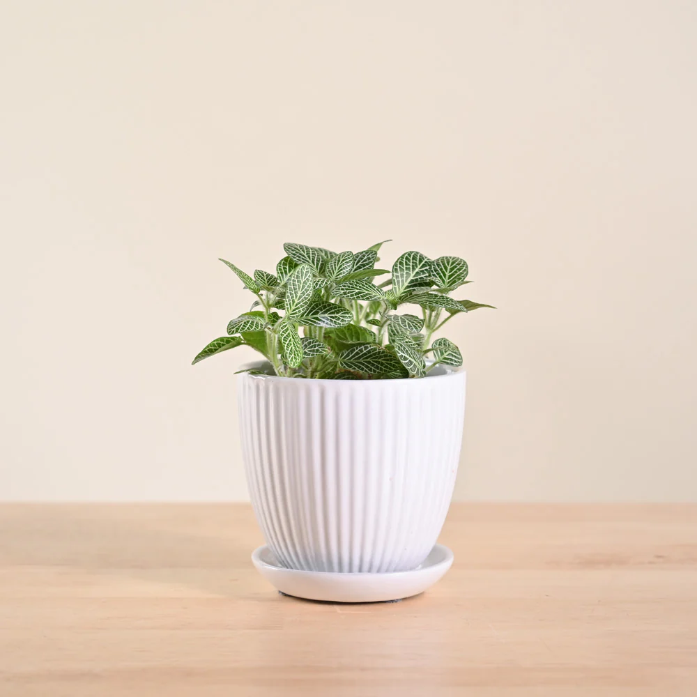 Product image 100
