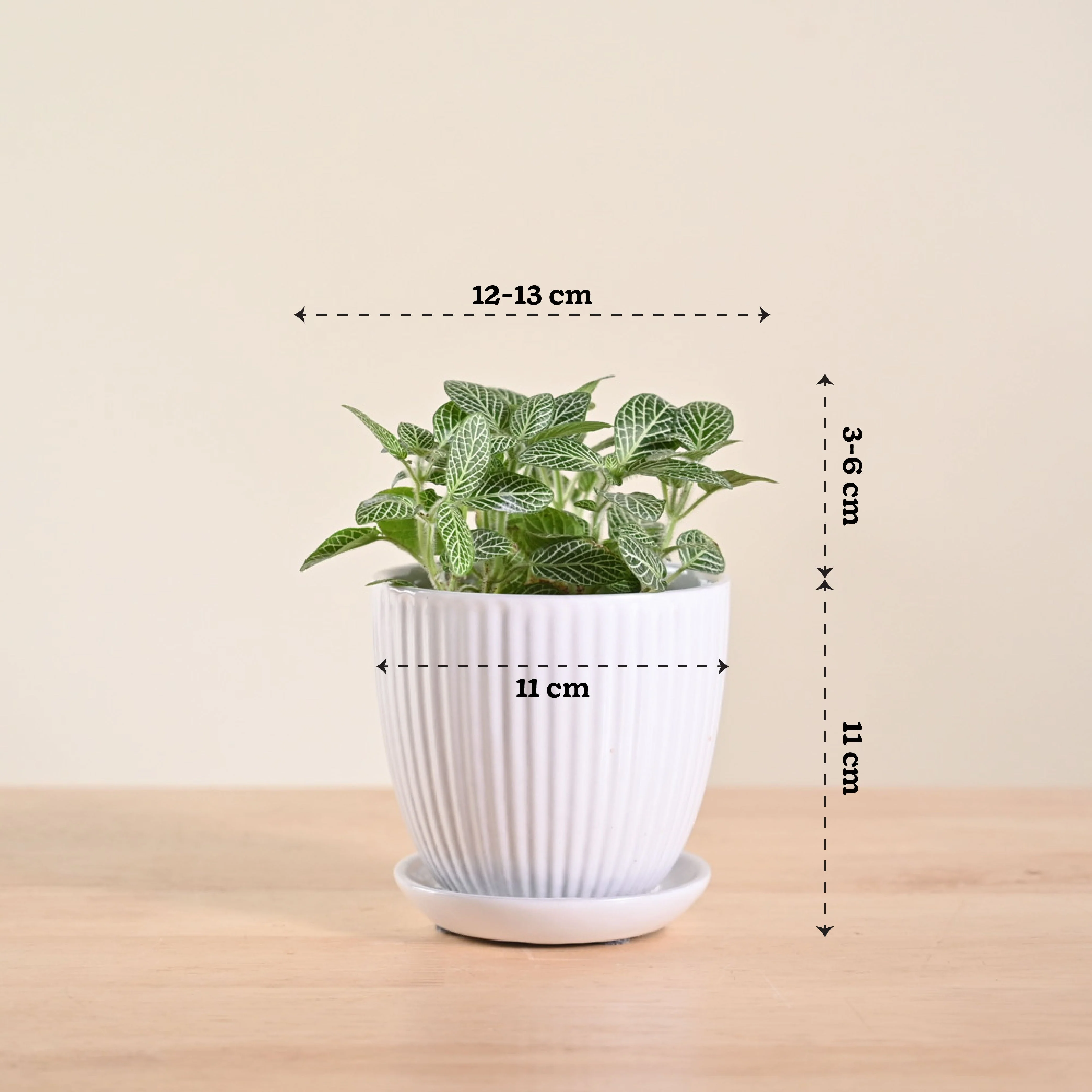 Product image 101