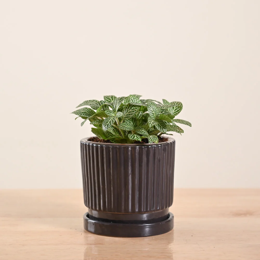 Product image 104