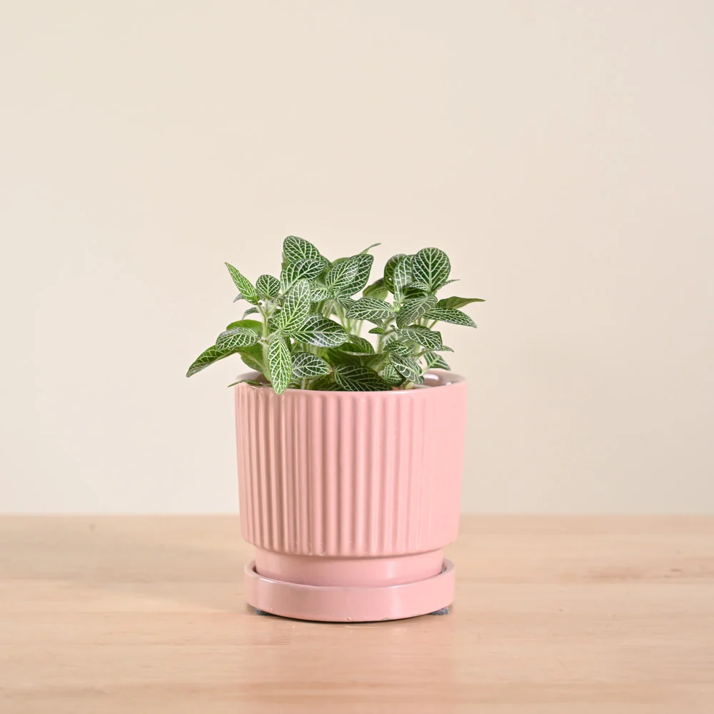 Product image 108