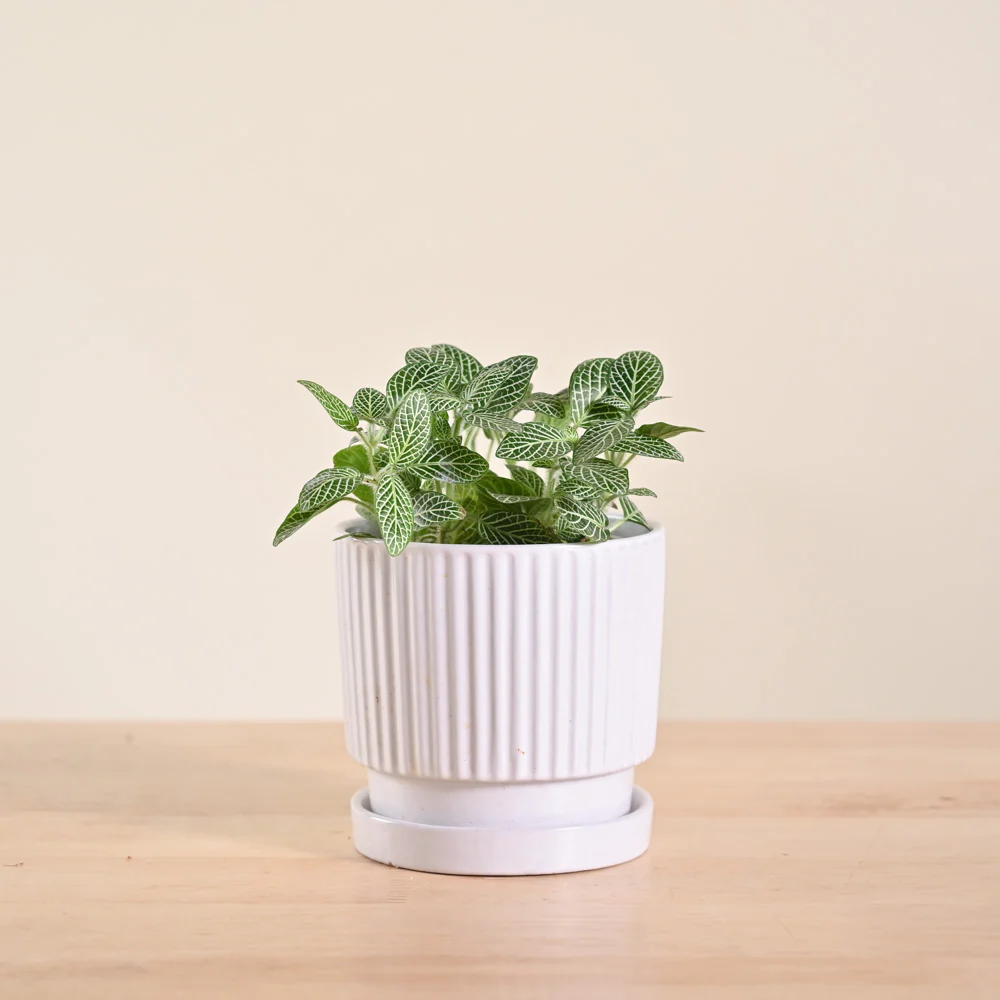 Product image 110