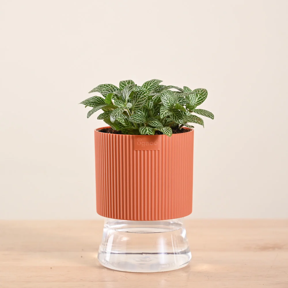 Product image 116