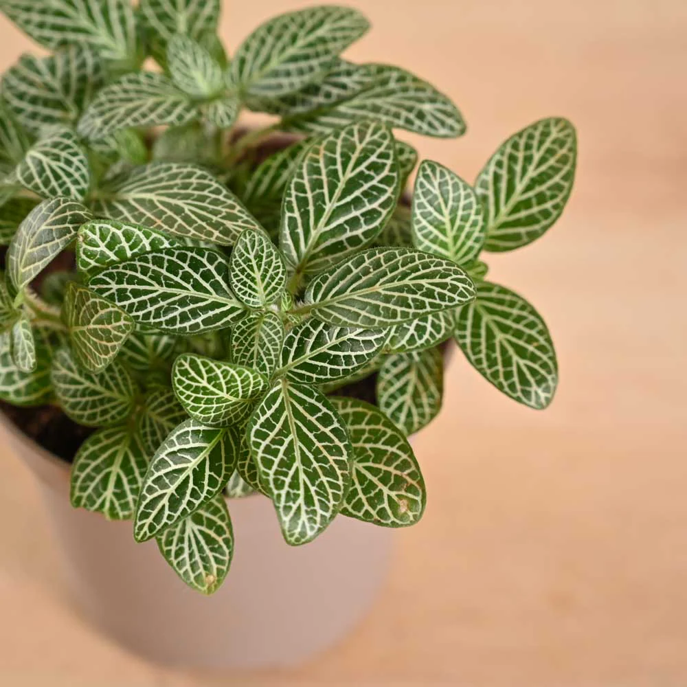 Product image 119