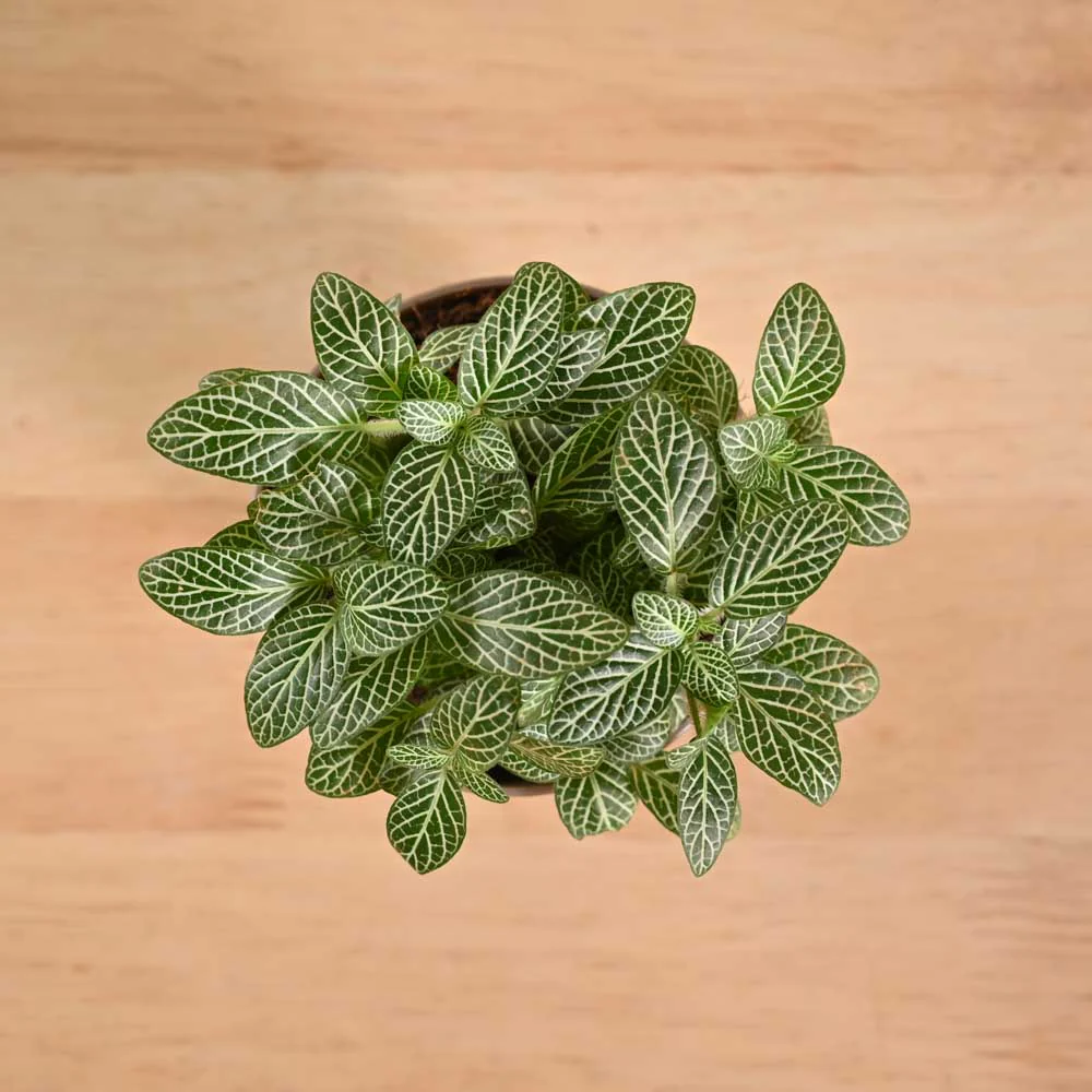 Product image 120
