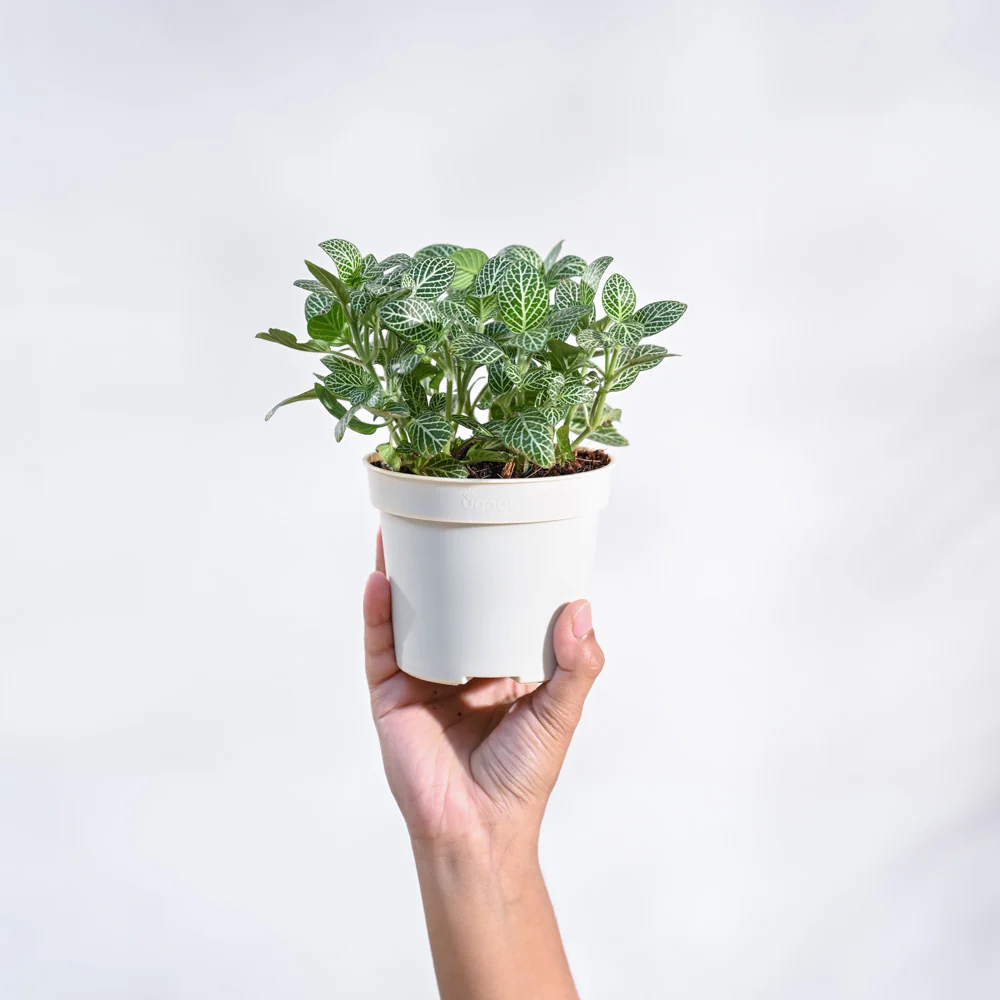 Product image 63