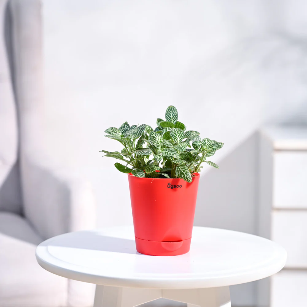 Product image 84