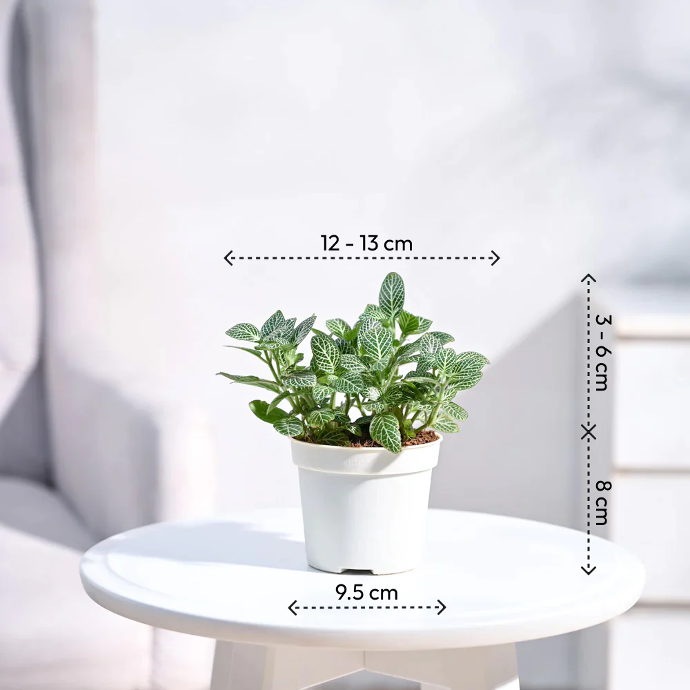Product image 85