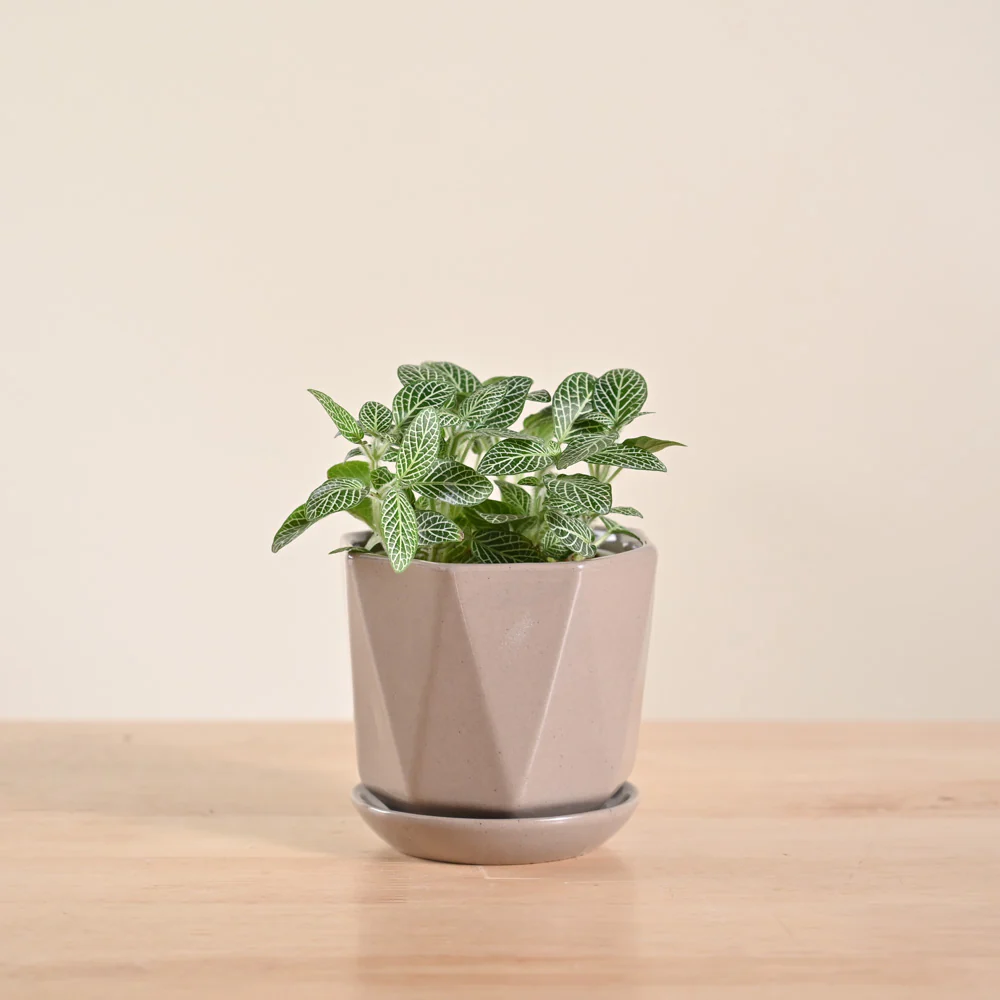 Product image 86