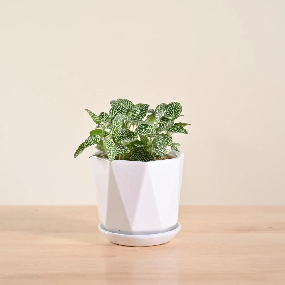 Product image 92