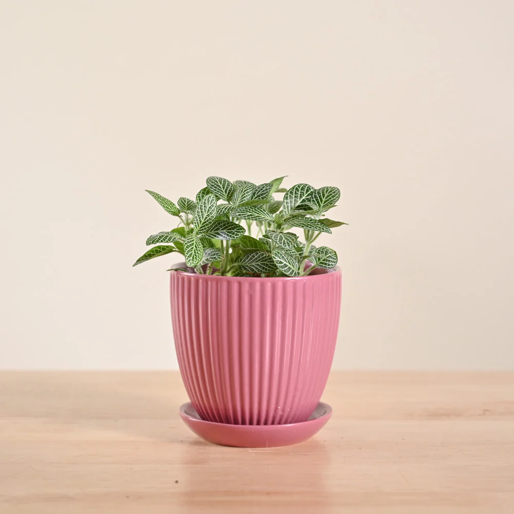 Product image 96