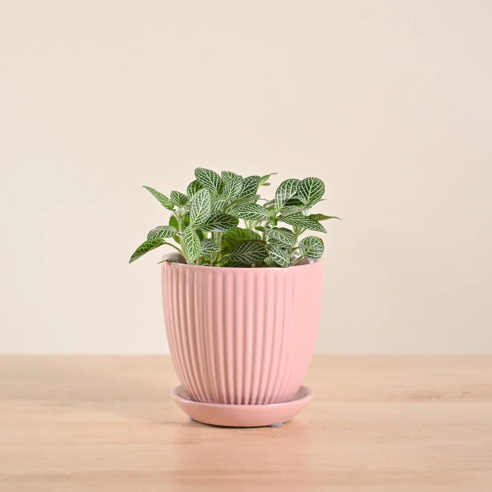 Product image 98