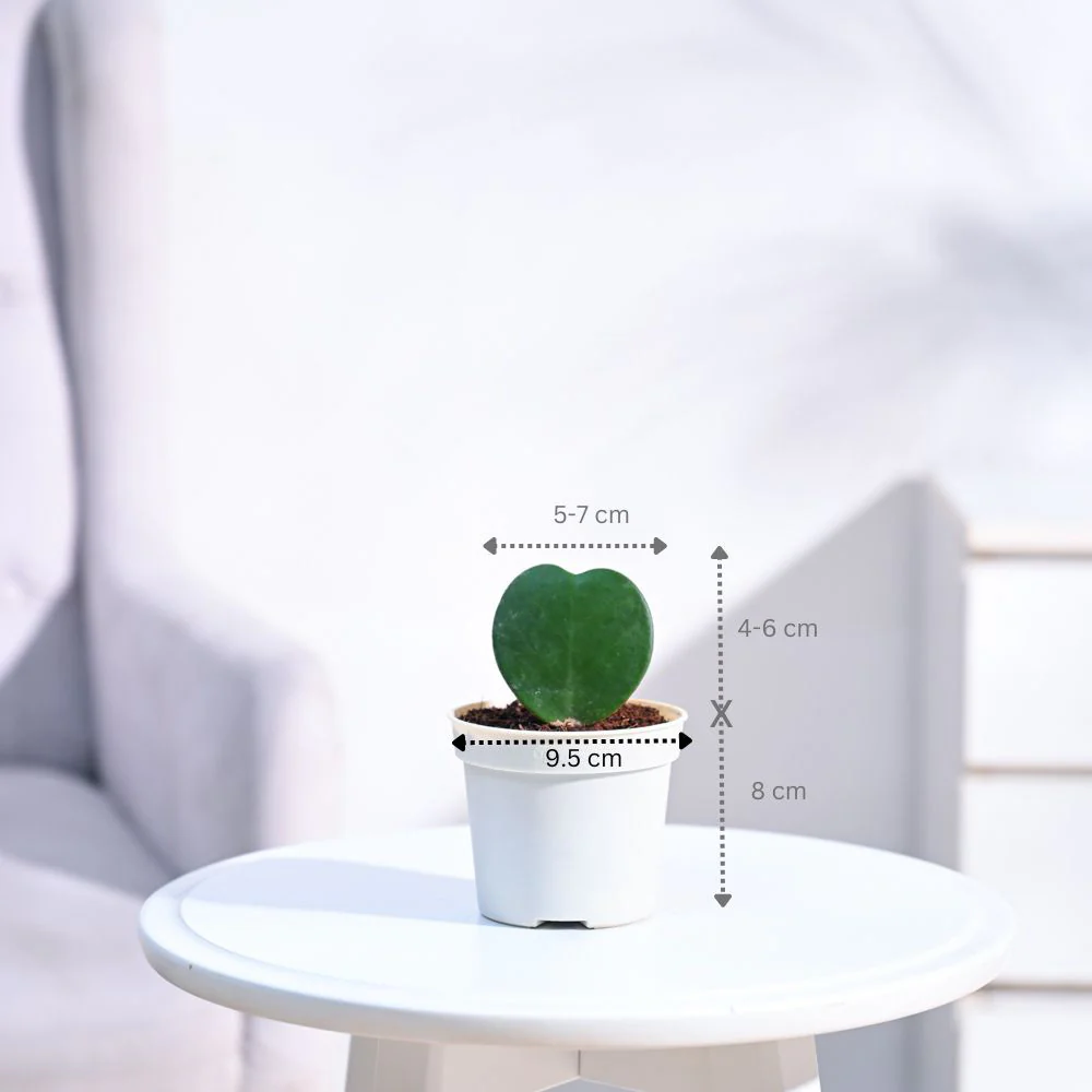 Product image 107