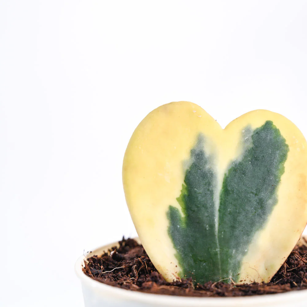 Product image 114
