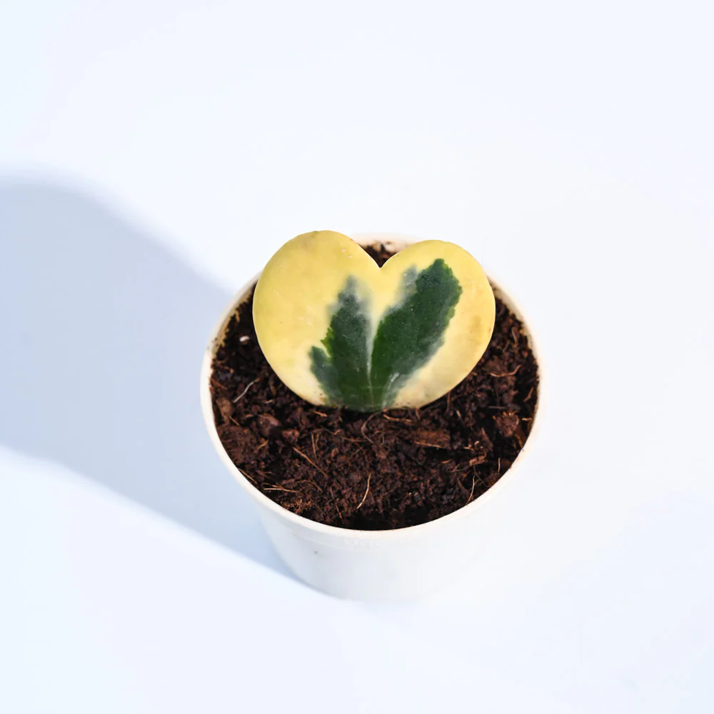 Product image 65