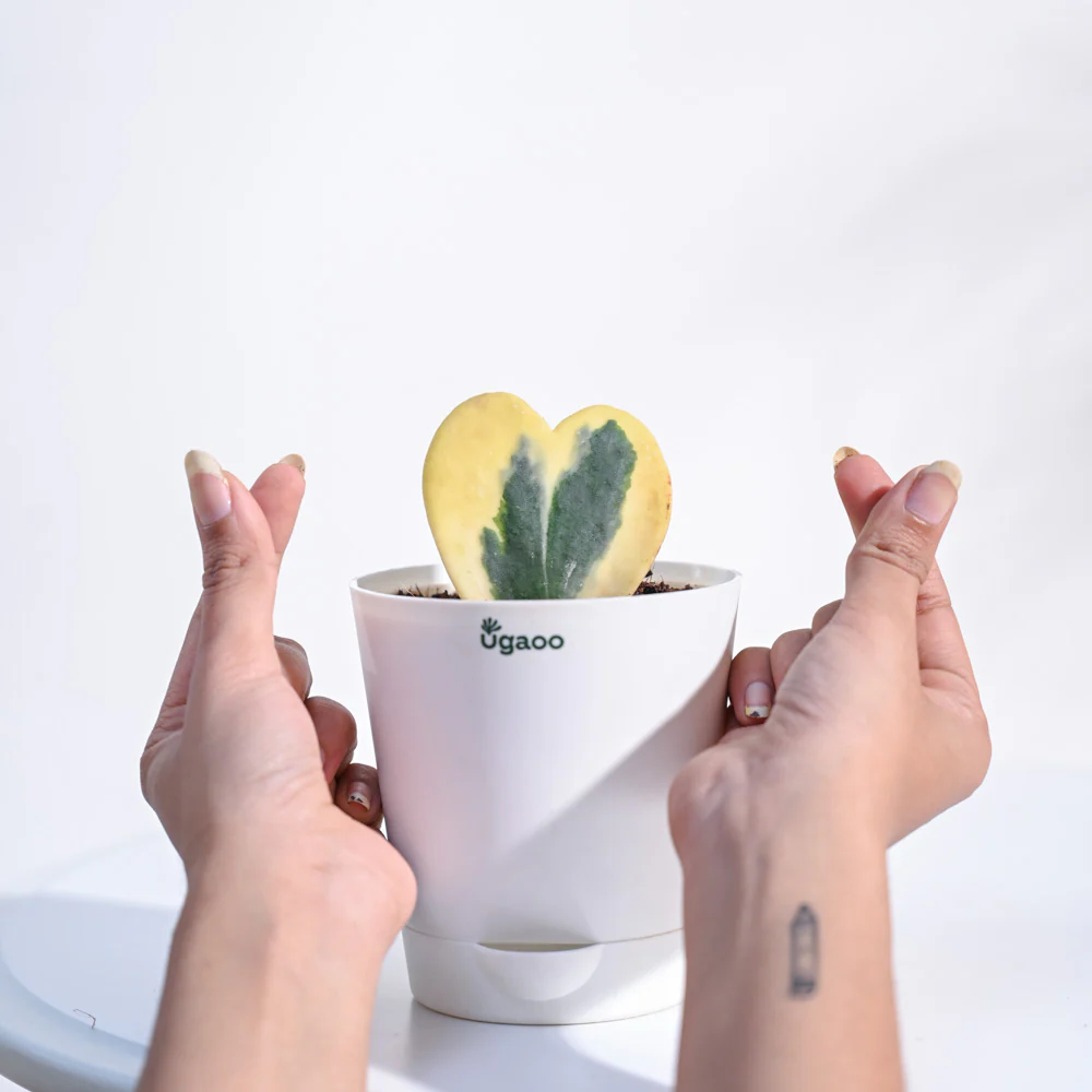 Product image 91