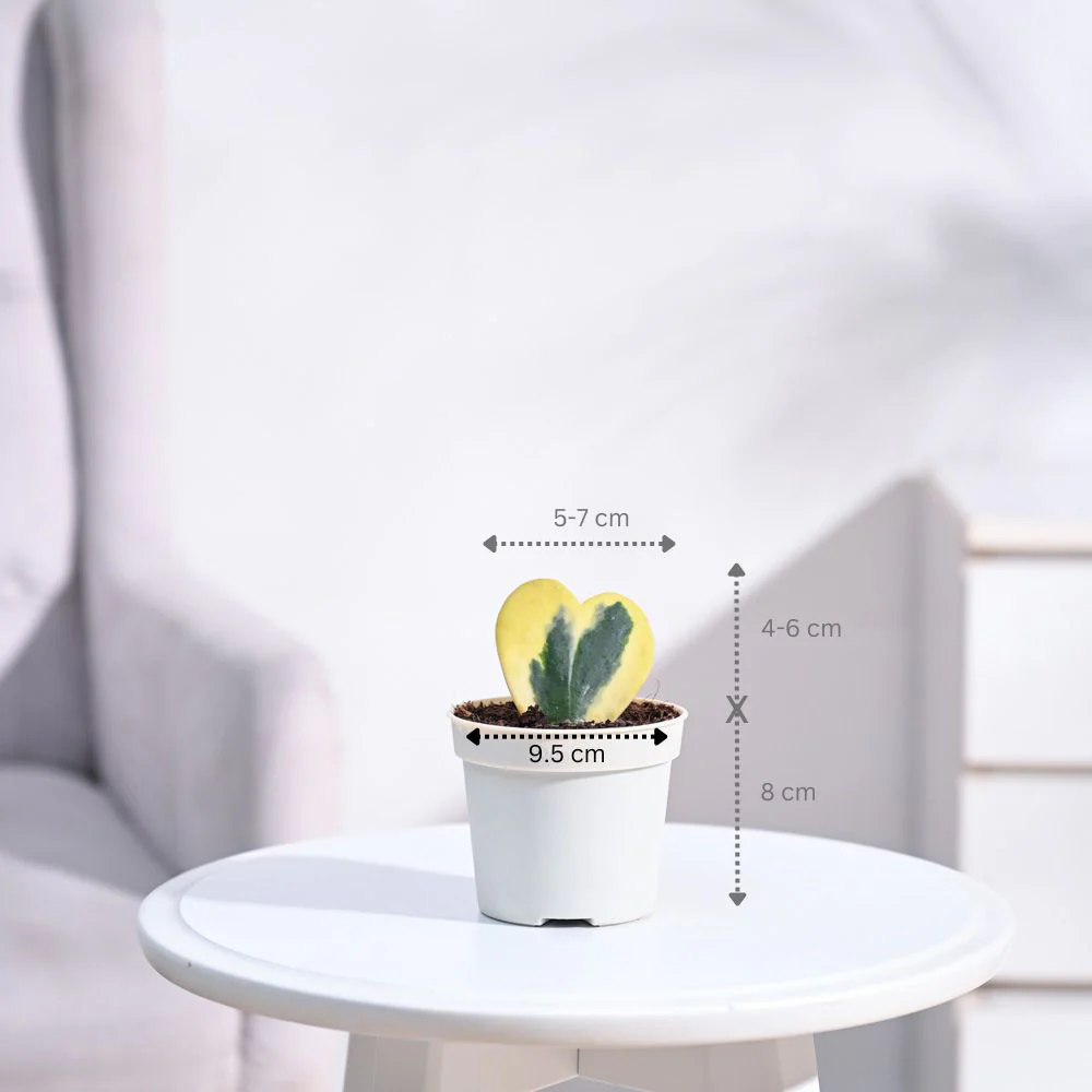 Product image 92