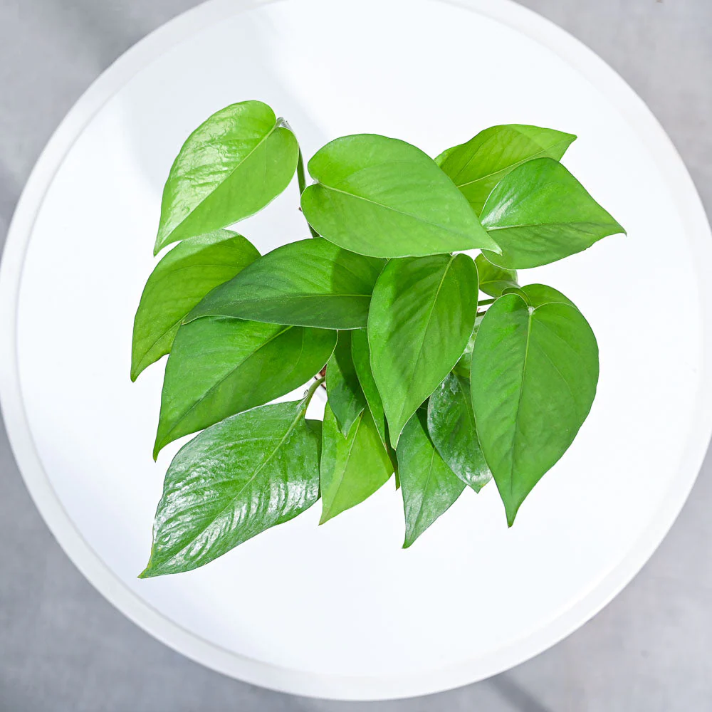 Product image 101