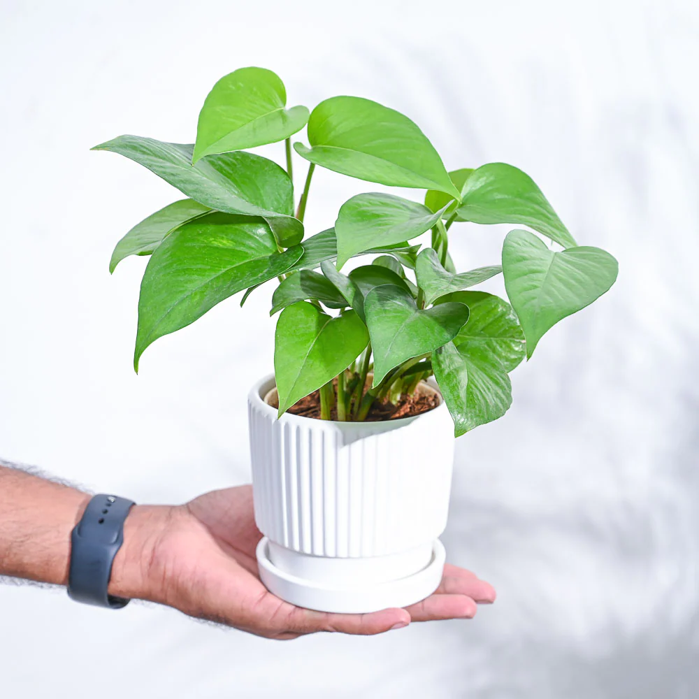 Product image 86