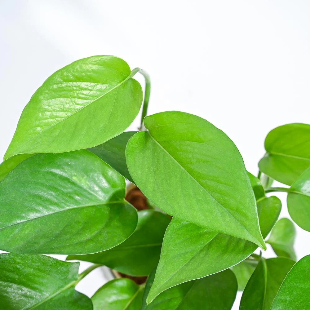 Product image 90