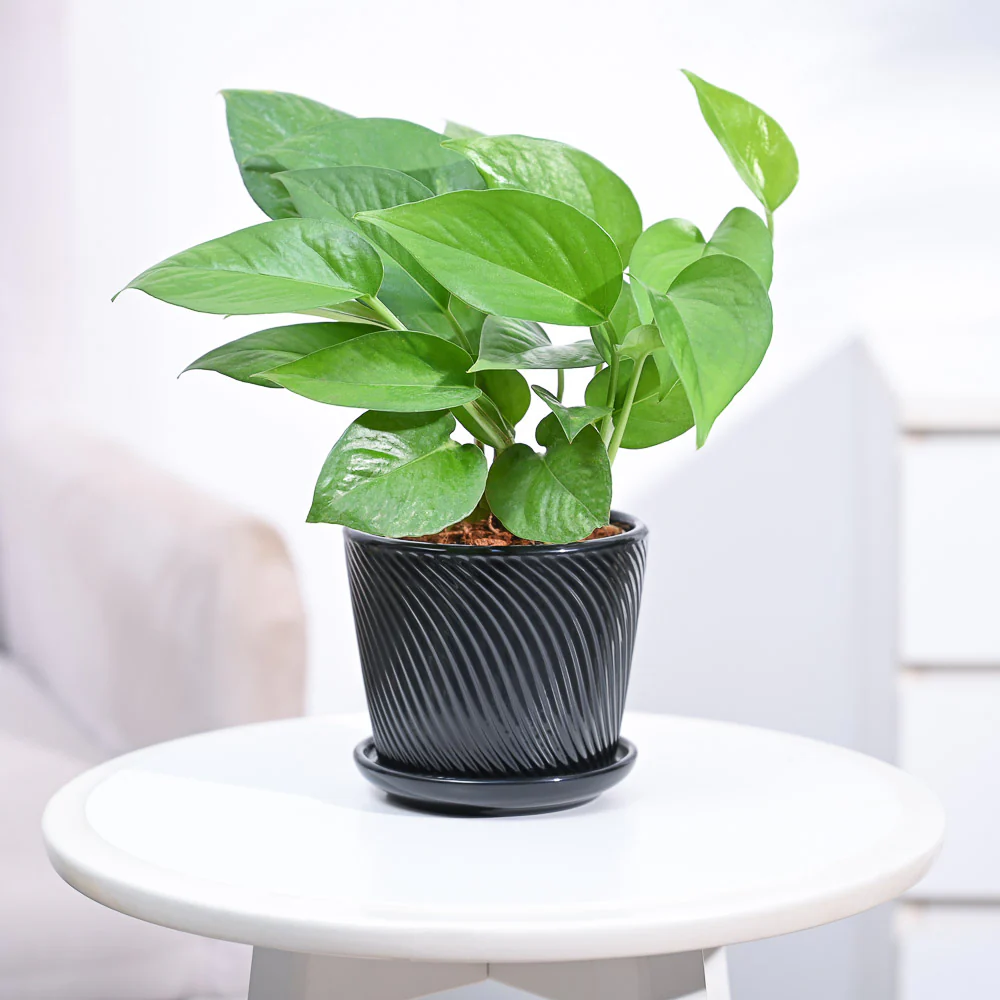 Product image 91