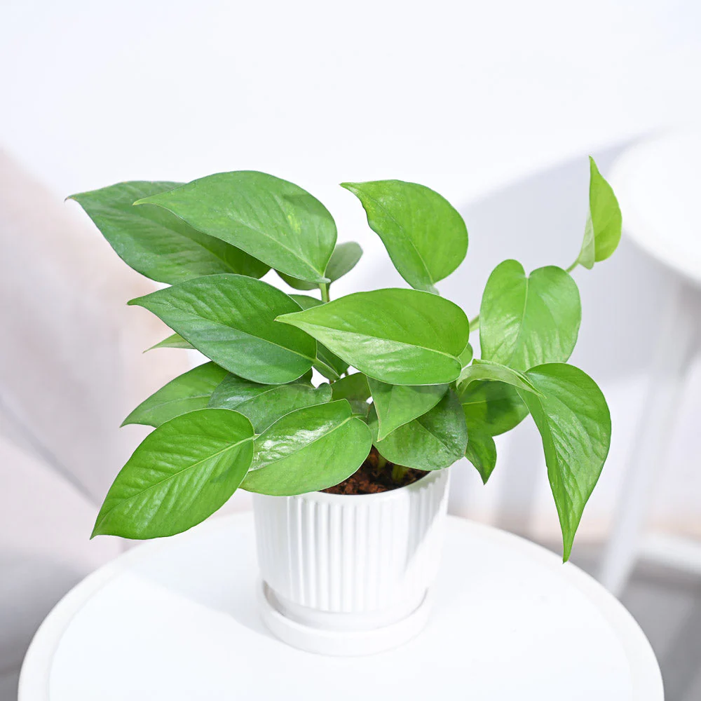 Product image 93