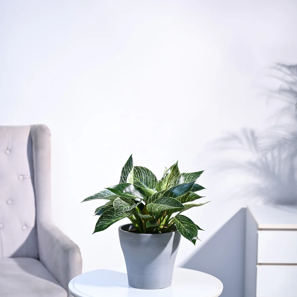 Product image 102