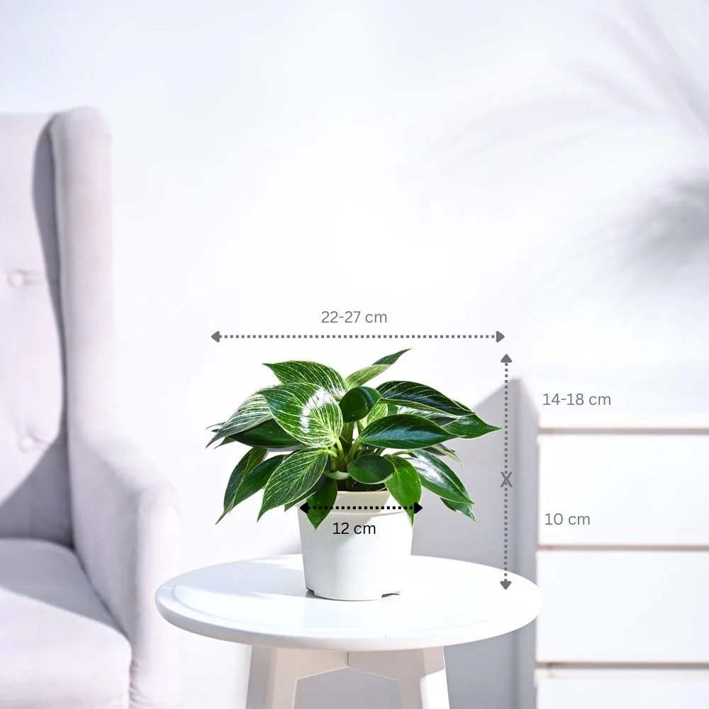 Product image 52