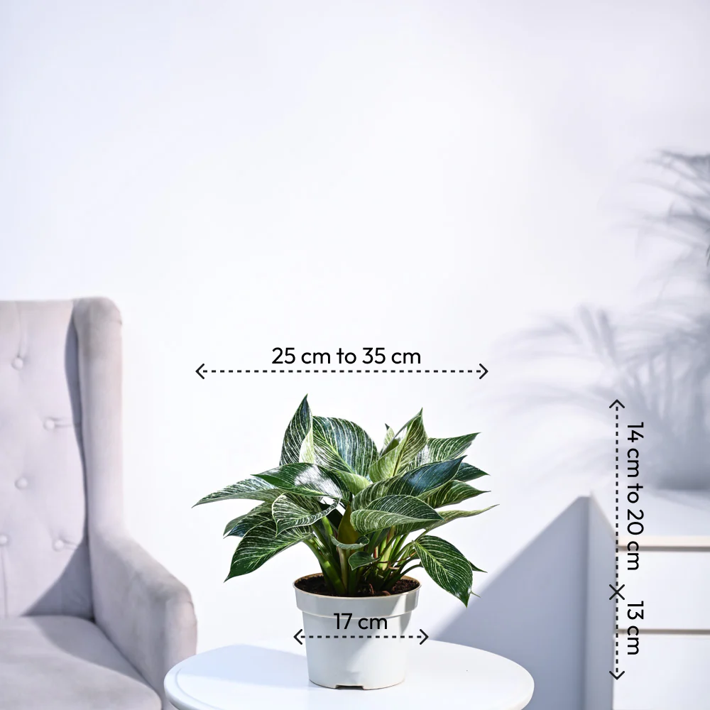Product image 69