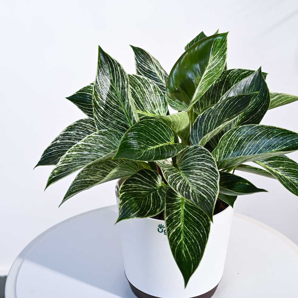 Product image 71