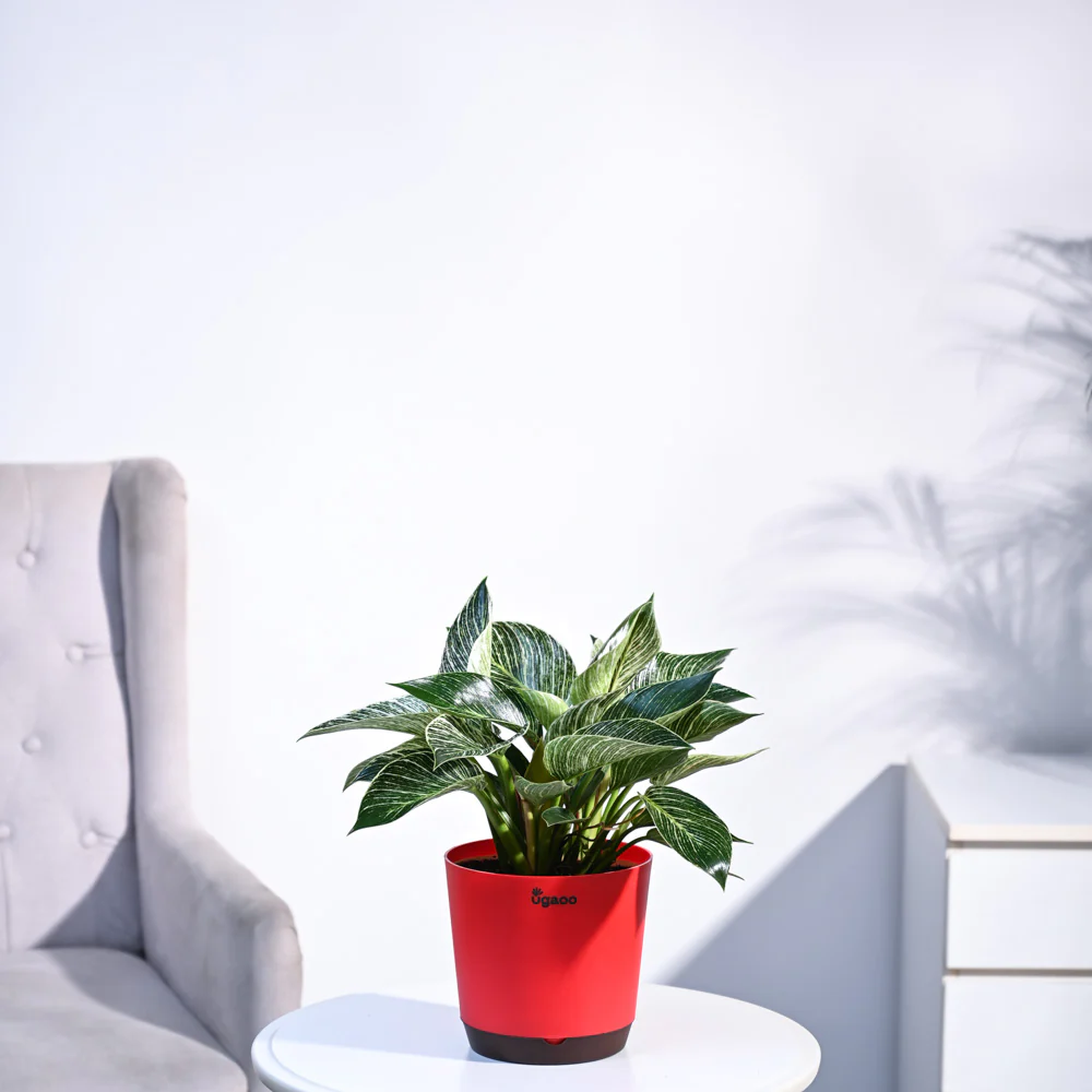 Product image 77